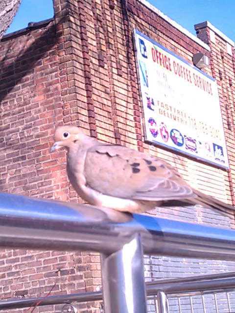 even the mourning doves of nyc got guts